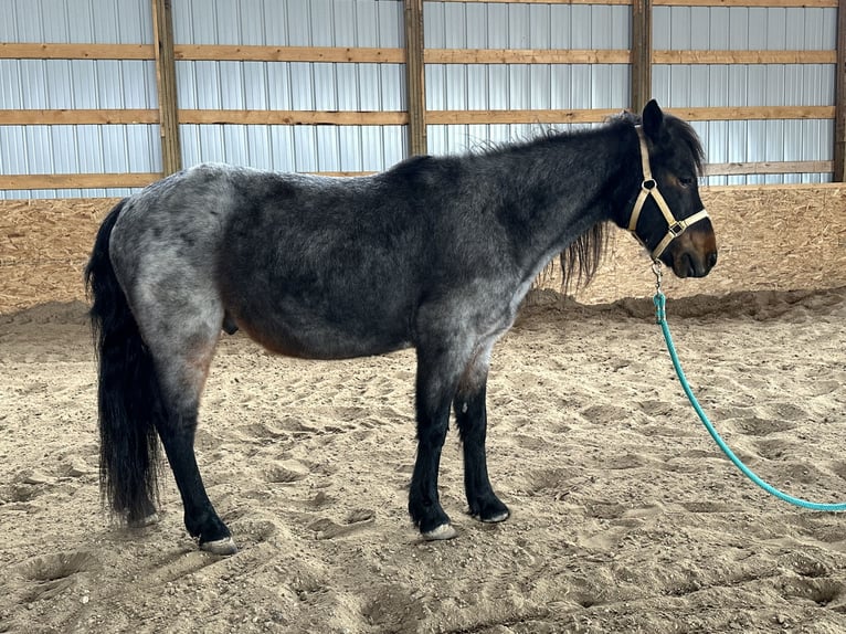 Meer ponys/kleine paarden Ruin 10 Jaar 122 cm Roan-Blue in Casper