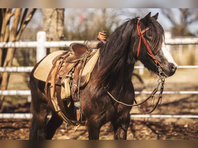 Meer ponys/kleine paarden Ruin 10 Jaar 122 cm Zwart in Benton, LA