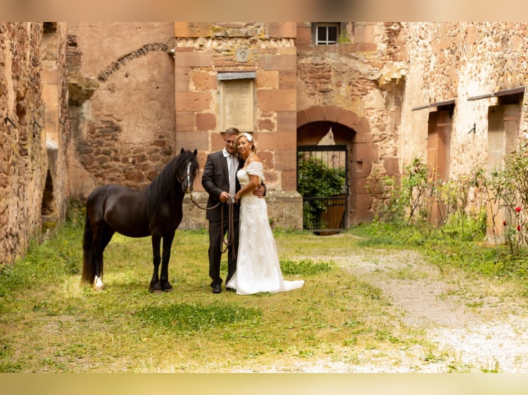 Meer ponys/kleine paarden Ruin 10 Jaar 126 cm Zwart in Göllheim