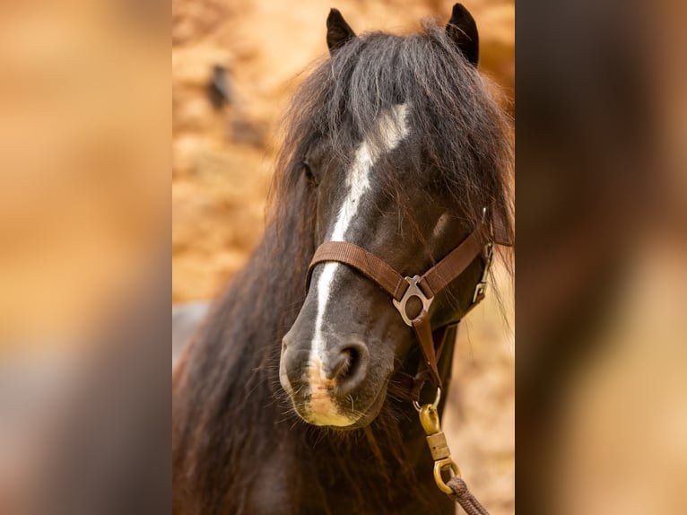 Meer ponys/kleine paarden Ruin 10 Jaar 126 cm Zwart in Göllheim