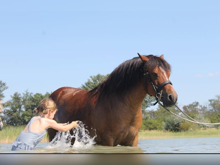 Meer ponys/kleine paarden Ruin 10 Jaar 128 cm Bruin in Götzendorf an der Leitha