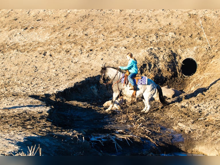 Meer ponys/kleine paarden Ruin 10 Jaar 130 cm Roan-Blue in Canistota, SD