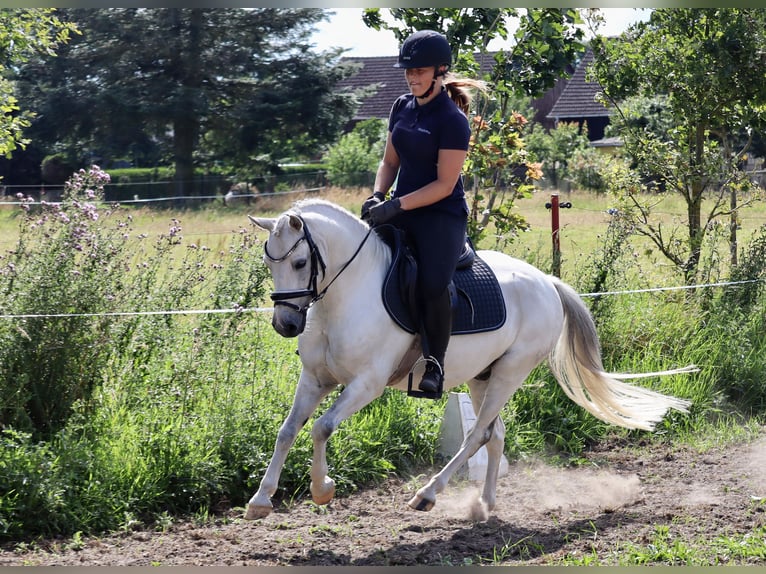 Meer ponys/kleine paarden Mix Ruin 10 Jaar 130 cm Schimmel in Muchow