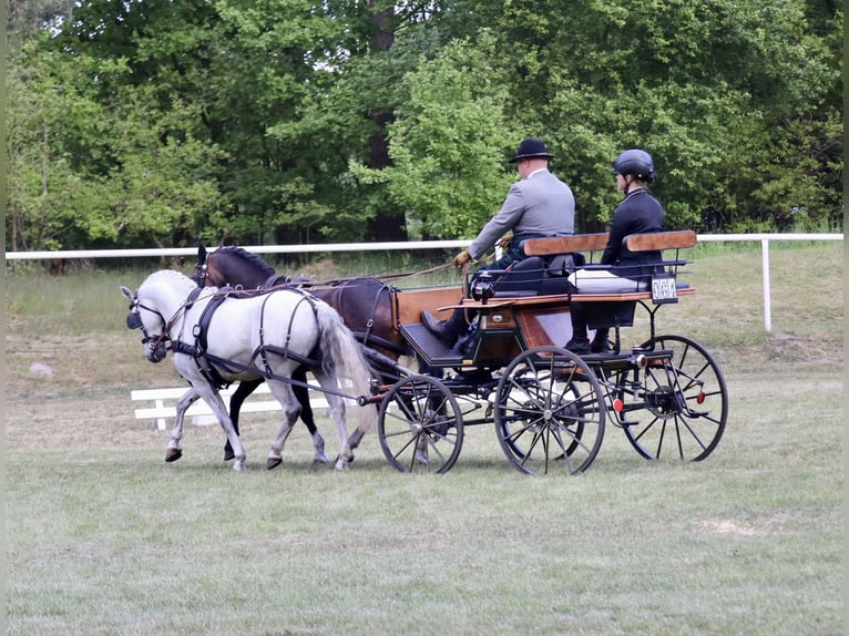 Meer ponys/kleine paarden Mix Ruin 10 Jaar 130 cm Schimmel in Muchow