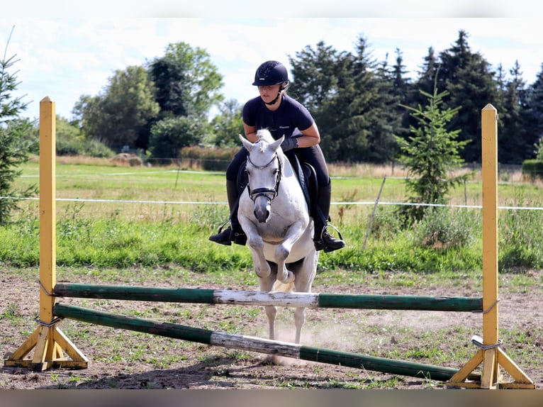 Meer ponys/kleine paarden Mix Ruin 10 Jaar 130 cm Schimmel in Muchow