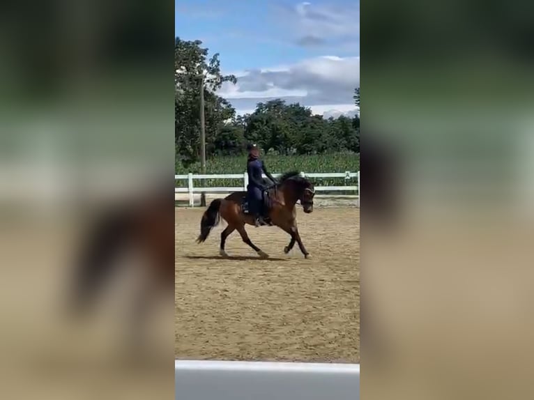 Meer ponys/kleine paarden Mix Ruin 10 Jaar 140 cm Bruin in Gaienhofen