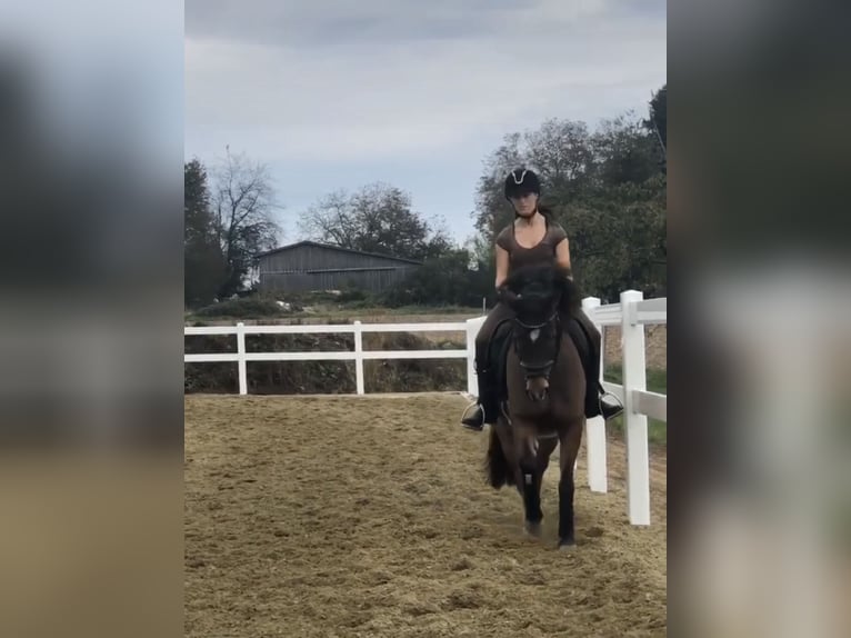 Meer ponys/kleine paarden Mix Ruin 10 Jaar 140 cm Bruin in Gaienhofen