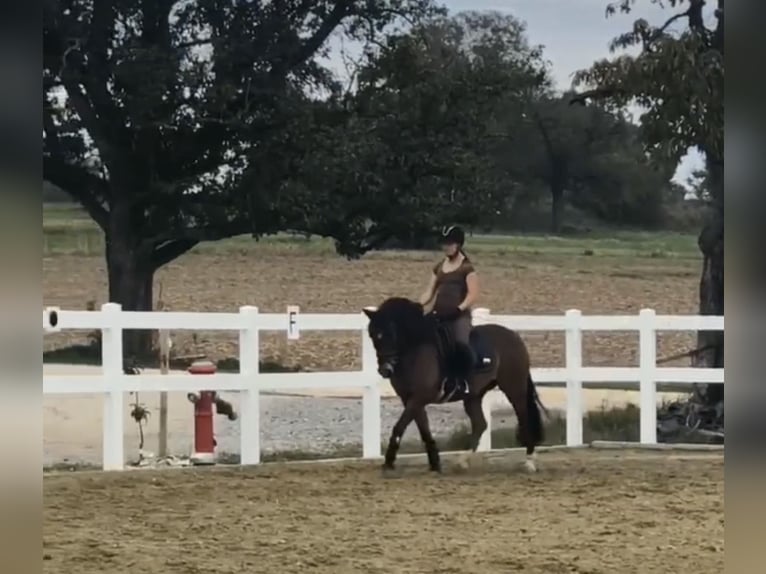 Meer ponys/kleine paarden Mix Ruin 10 Jaar 140 cm Bruin in Gaienhofen