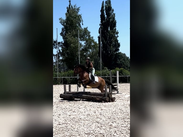 Meer ponys/kleine paarden Ruin 10 Jaar 143 cm Bruin in Hirschaid