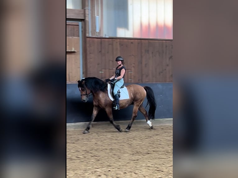 Meer ponys/kleine paarden Ruin 10 Jaar 143 cm Bruin in Hirschaid