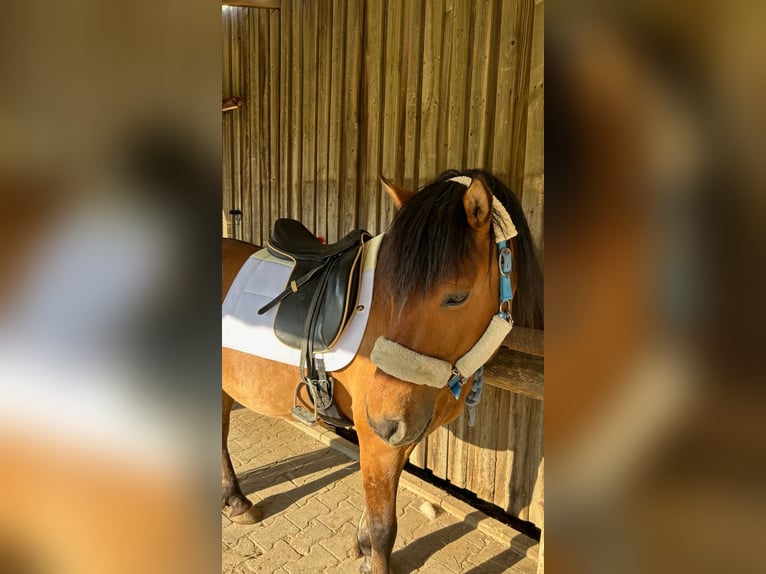 Meer ponys/kleine paarden Ruin 10 Jaar 143 cm Bruin in Hirschaid