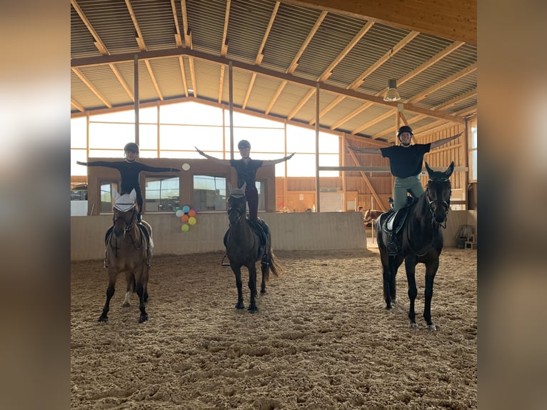 Meer ponys/kleine paarden Ruin 10 Jaar 143 cm Bruin in Hirschaid