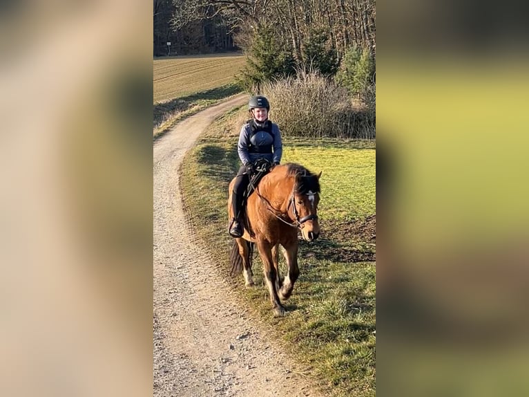 Meer ponys/kleine paarden Ruin 10 Jaar 143 cm Bruin in Hirschaid