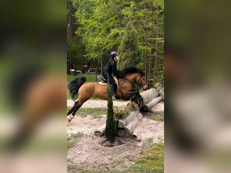 Meer ponys/kleine paarden Ruin 10 Jaar 143 cm Bruin in Hirschaid