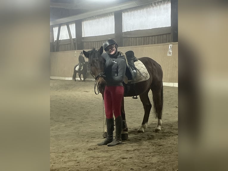 Meer ponys/kleine paarden Ruin 10 Jaar 144 cm Bruin in Raubling