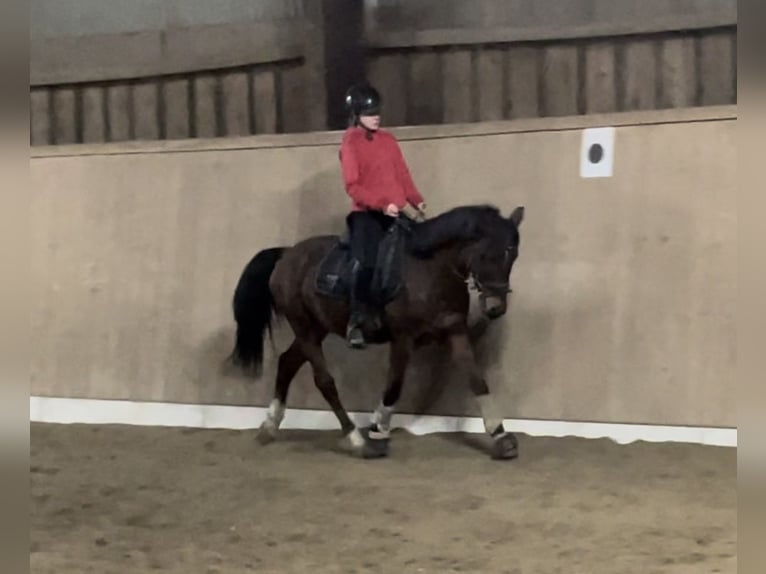 Meer ponys/kleine paarden Ruin 10 Jaar 144 cm Bruin in Raubling