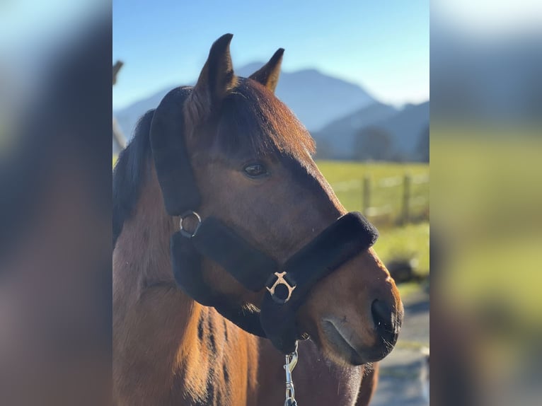 Meer ponys/kleine paarden Ruin 10 Jaar 144 cm Bruin in Raubling