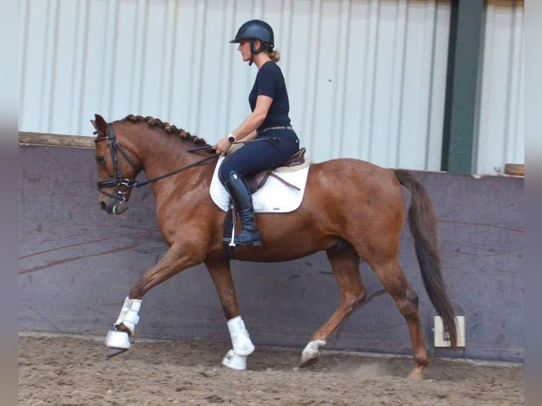 Meer ponys/kleine paarden Ruin 10 Jaar 144 cm Vos in Oud Gastel
