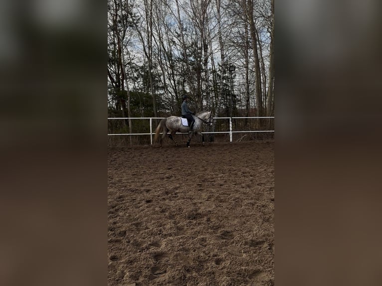 Meer ponys/kleine paarden Ruin 10 Jaar 146 cm Appelschimmel in Dębe Wielkie