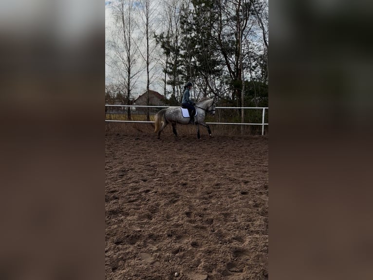 Meer ponys/kleine paarden Ruin 10 Jaar 146 cm Appelschimmel in Dębe Wielkie