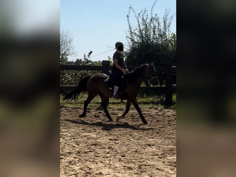 Meer ponys/kleine paarden Mix Ruin 10 Jaar 150 cm Bruin in Daleiden