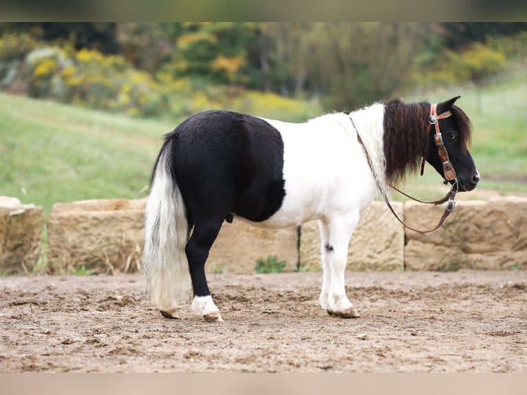 Meer ponys/kleine paarden Ruin 10 Jaar 94 cm Gevlekt-paard in Millersburg