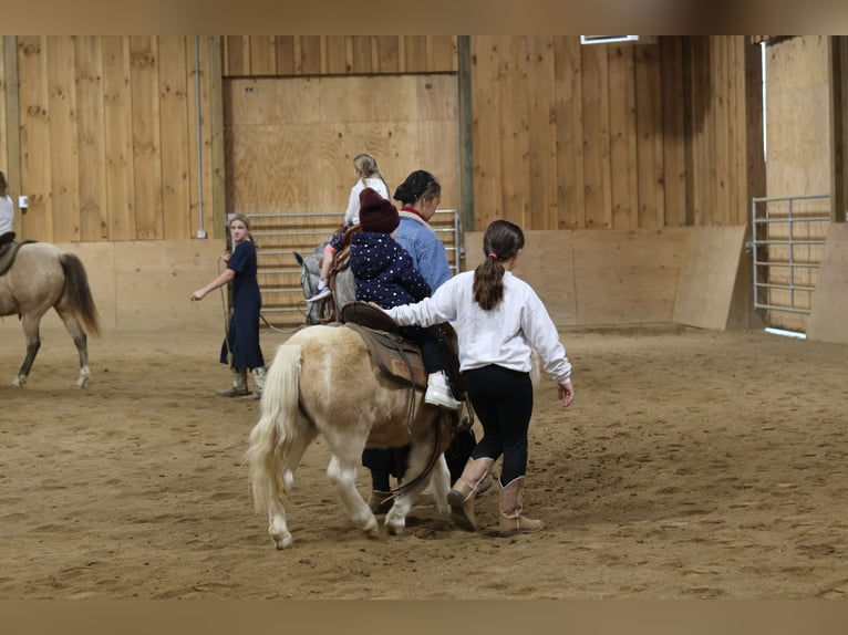 Meer ponys/kleine paarden Ruin 10 Jaar 94 cm Palomino in Fresno, OH