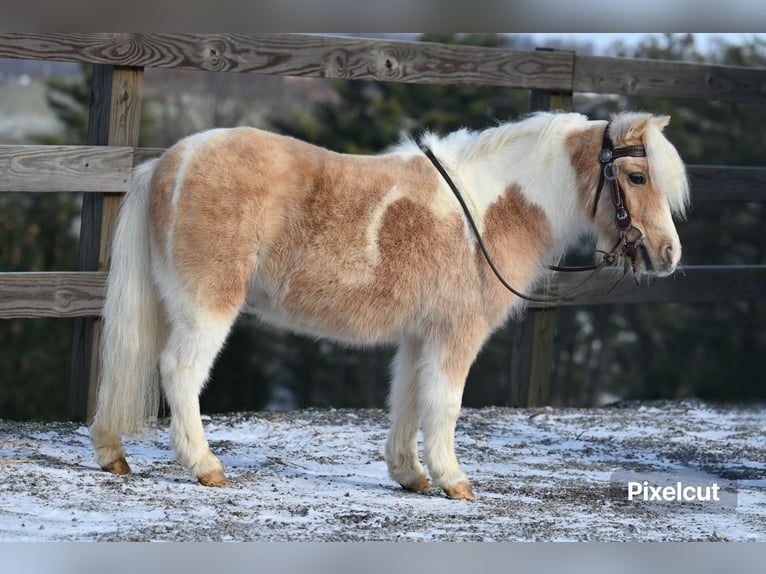 Meer ponys/kleine paarden Ruin 10 Jaar 94 cm Palomino in Fresno, OH