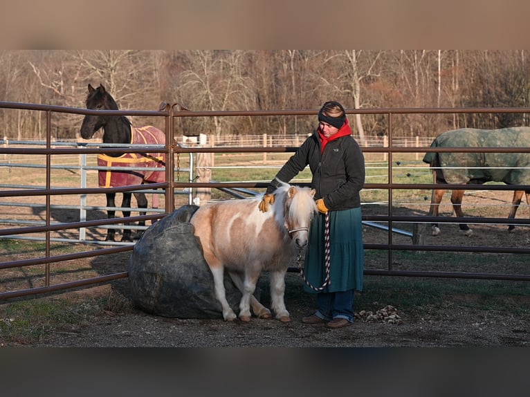 Meer ponys/kleine paarden Ruin 10 Jaar 94 cm Palomino in Fresno, OH