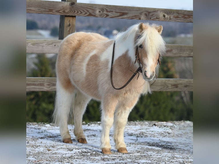 Meer ponys/kleine paarden Ruin 10 Jaar 94 cm Palomino in Fresno, OH