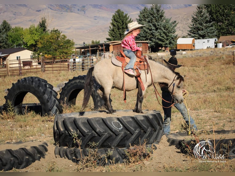 Meer ponys/kleine paarden Ruin 10 Jaar 97 cm Buckskin in Cody