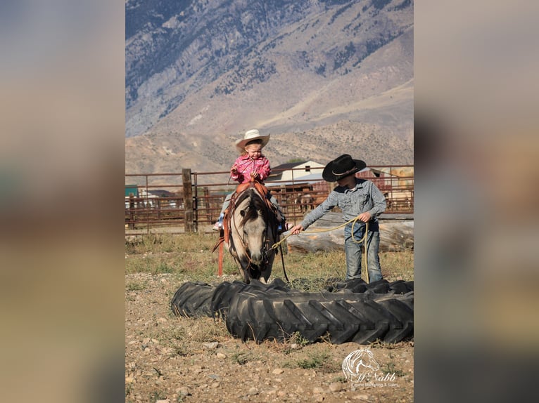 Meer ponys/kleine paarden Ruin 10 Jaar 97 cm Buckskin in Cody