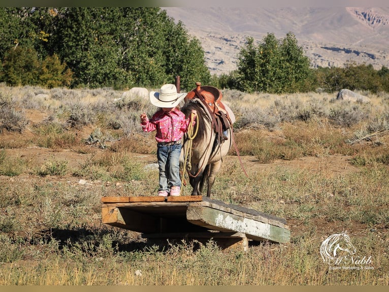 Meer ponys/kleine paarden Ruin 10 Jaar 97 cm Buckskin in Cody