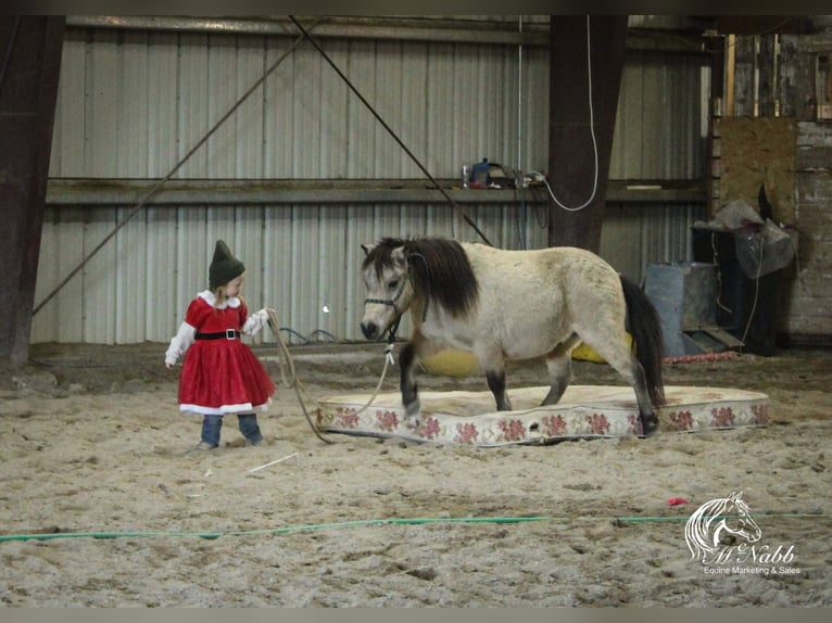 Meer ponys/kleine paarden Ruin 10 Jaar 97 cm Buckskin in Cody