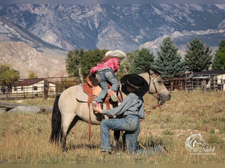 Meer ponys/kleine paarden Ruin 10 Jaar 97 cm Buckskin in Cody