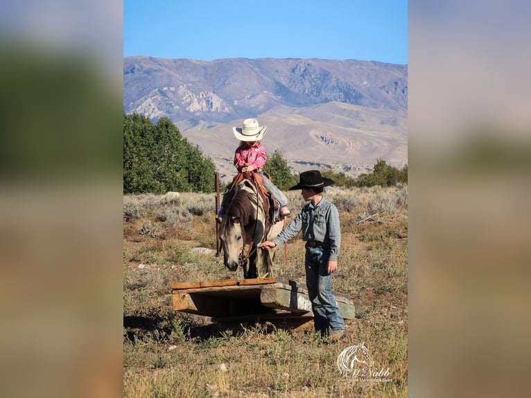 Meer ponys/kleine paarden Ruin 10 Jaar 97 cm Buckskin in Cody