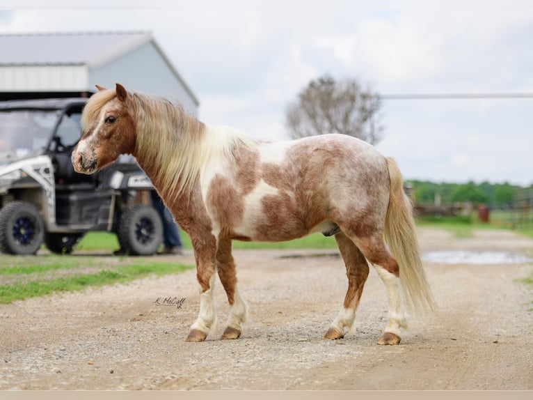 Meer ponys/kleine paarden Ruin 10 Jaar 97 cm in Ravenna