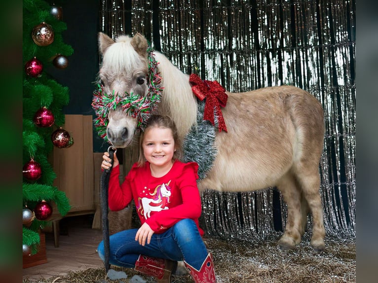 Meer ponys/kleine paarden Ruin 10 Jaar 97 cm in Henderson