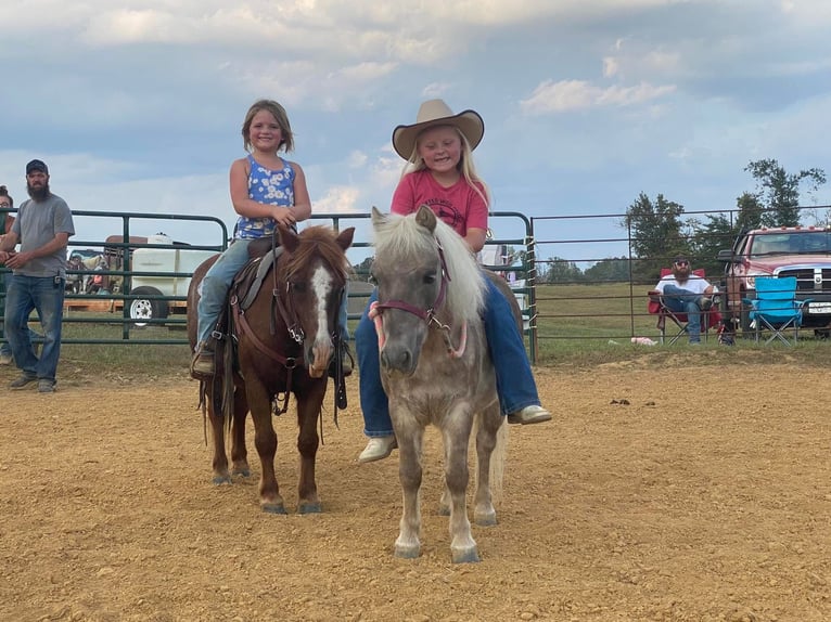 Meer ponys/kleine paarden Ruin 10 Jaar 97 cm in Henderson