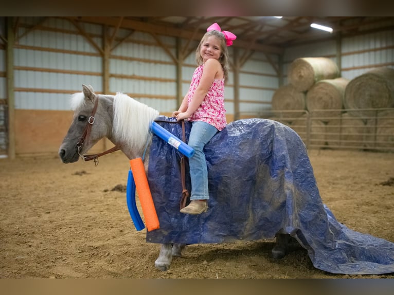 Meer ponys/kleine paarden Ruin 10 Jaar 97 cm in Henderson