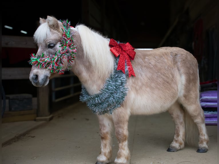 Meer ponys/kleine paarden Ruin 10 Jaar 97 cm in Henderson