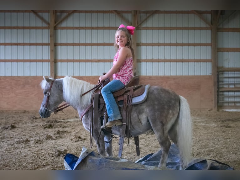 Meer ponys/kleine paarden Ruin 10 Jaar 97 cm in Henderson