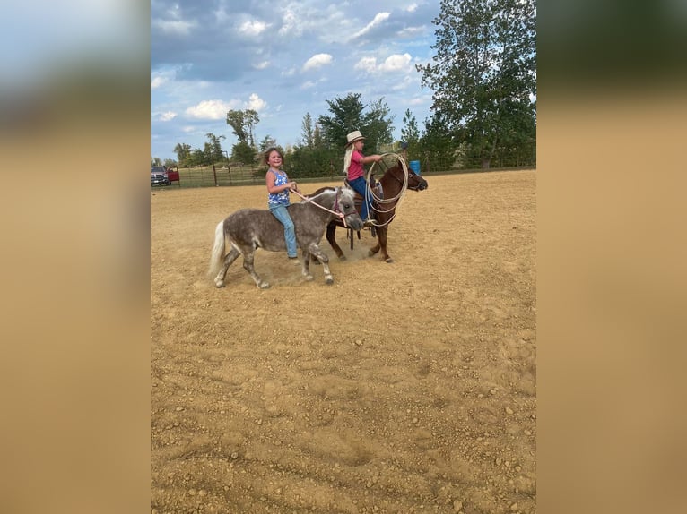 Meer ponys/kleine paarden Ruin 10 Jaar 97 cm in Henderson