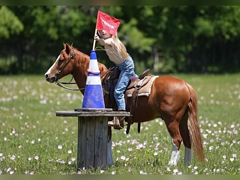 Meer ponys/kleine paarden Ruin 10 Jaar Roodvos in Weatherford, TX