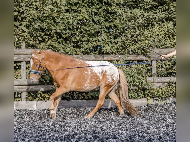 Meer ponys/kleine paarden Mix Ruin 11 Jaar 107 cm Appaloosa in Friedrichshafen