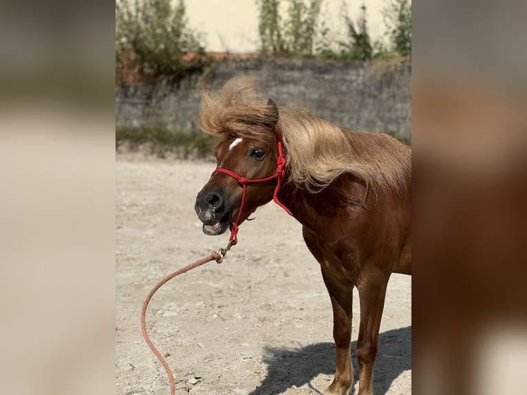 Meer ponys/kleine paarden Ruin 11 Jaar 107 cm Vos in Gackenbach