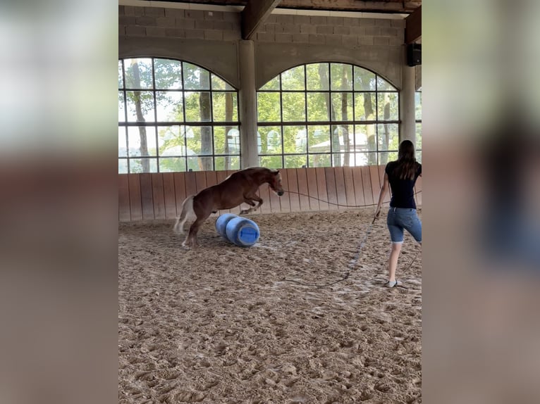 Meer ponys/kleine paarden Ruin 11 Jaar 107 cm Vos in Gackenbach