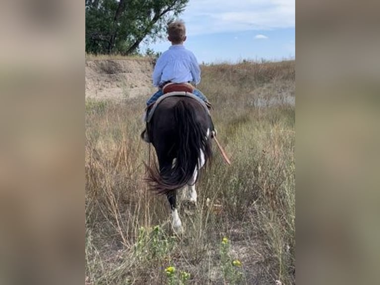 Meer ponys/kleine paarden Ruin 11 Jaar 112 cm Gevlekt-paard in Hot Springs, SD