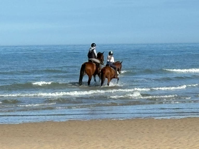 Meer ponys/kleine paarden Ruin 11 Jaar 135 cm Vos in Gau-Algesheim