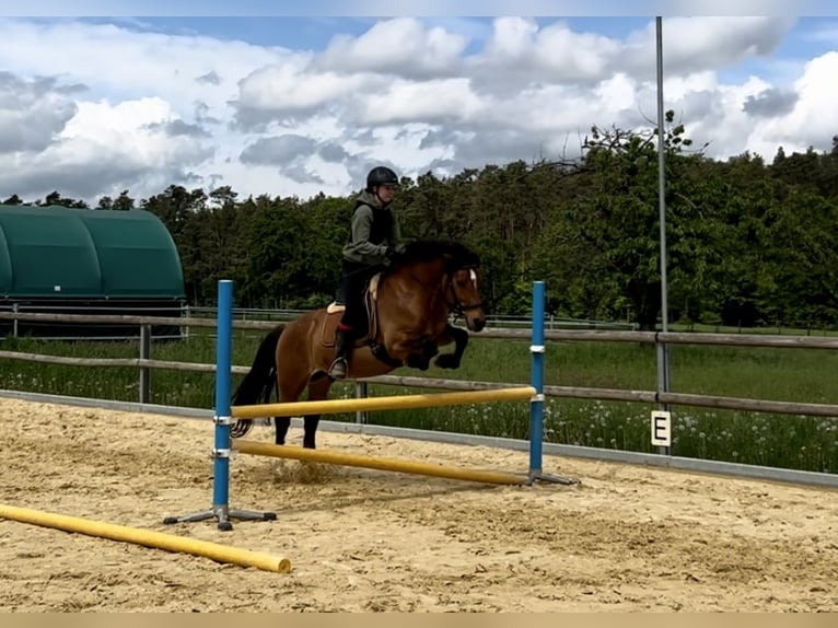 Meer ponys/kleine paarden Ruin 11 Jaar 143 cm Bruin in Hirschaid